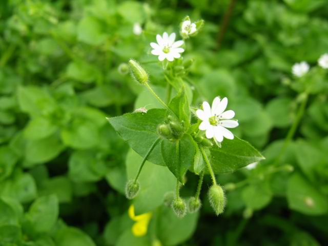 Quale specie di stellaria?